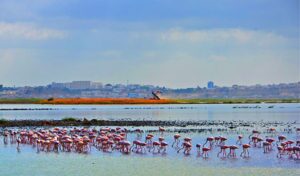 La Manouba : Une Évasion Culturelle Entre Tradition et Modernité 38 Sebkha Sijoumi La Manouba Tunisie Blog Etnafes