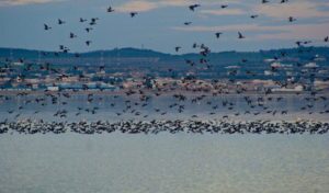 La Manouba : Une Évasion Culturelle Entre Tradition et Modernité 36 Sebkha-Sijoumi-La-Manouba-Tunisie-Blog-Etnafes