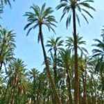 kebili tunisie blog etnafes 7