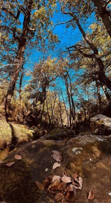 Tourisme à Jendouba : Aventure Authentique au Nord-Ouest Tunisien 45 Aïn Draham Nature Jendouba Tunisie Blog Etnafes