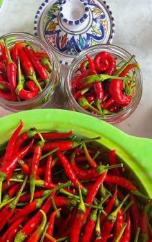 Meilleur Destination Nabeul en Tunisie 86 Tourisme à Nabeul Hot Pepper Piment Nabeul Blog Etnafes