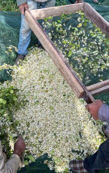 Meilleur Destination Nabeul en Tunisie 92 Tourisme à Nabeul Fleur Tunisie Blog Etnafes