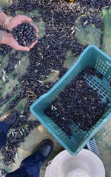 Meilleur Destination Nabeul en Tunisie 90 Tourisme à Nabeul Olive Tunisie Blog Etnafes