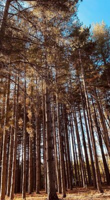 Tourisme à Jendouba : Aventure Authentique au Nord-Ouest Tunisien 46 Nature Aïn Draham Jendouba Blog Etnafes