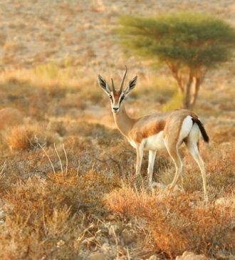Parc national de Bouhedma Gafsa Tunisie 1 Blog Etnafes