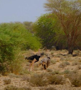 Parc national de Bouhedma Gafsa Tunisie 2 Blog Etnafes