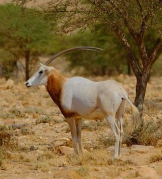 Parc national de Bouhedma Gafsa Tunisie 3 Blog Etnafes