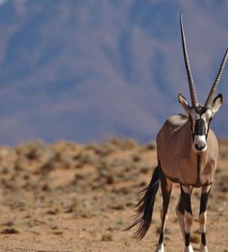 Parc national de Bouhedma Gafsa Tunisie 4 Blog Etnafes