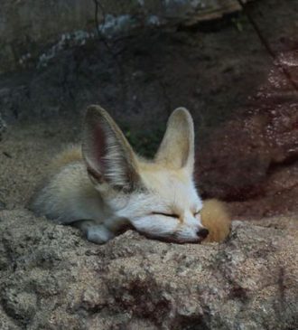 Parc national de Bouhedma Gafsa Tunisie 5 Blog Etnafes