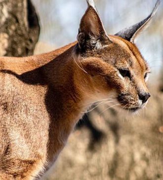 Parc national de Bouhedma Gafsa Tunisie 6 Blog Etnafes