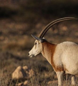 Parc national de Bouhedma Gafsa Tunisie 7 Blog Etnafes