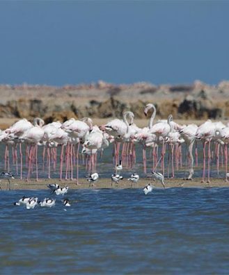 Tourisme à Sfax Tunisie : 7 raisons de découvrir cette destination authentique 66 Salines-de-Thyna-Tunisie-Blog-Etnafes