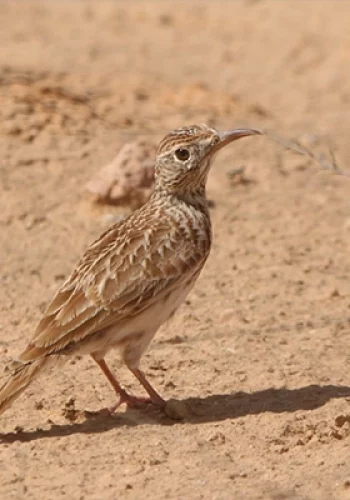 parc sidi toui-blog-etnafes