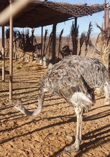 parcsiditoui-blog-etnafes