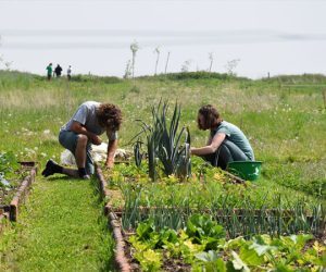 wwoofing blog etnafes 5